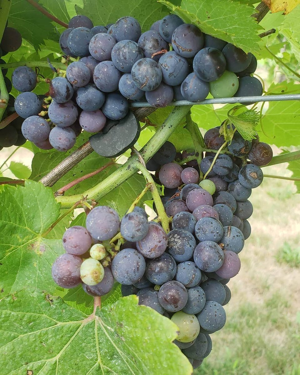 Our Marquette is starting to go though version and beginning to ripen. #mackinawvalleywinery #mackinawvalleyvineyard #illinoiswine #ericsred