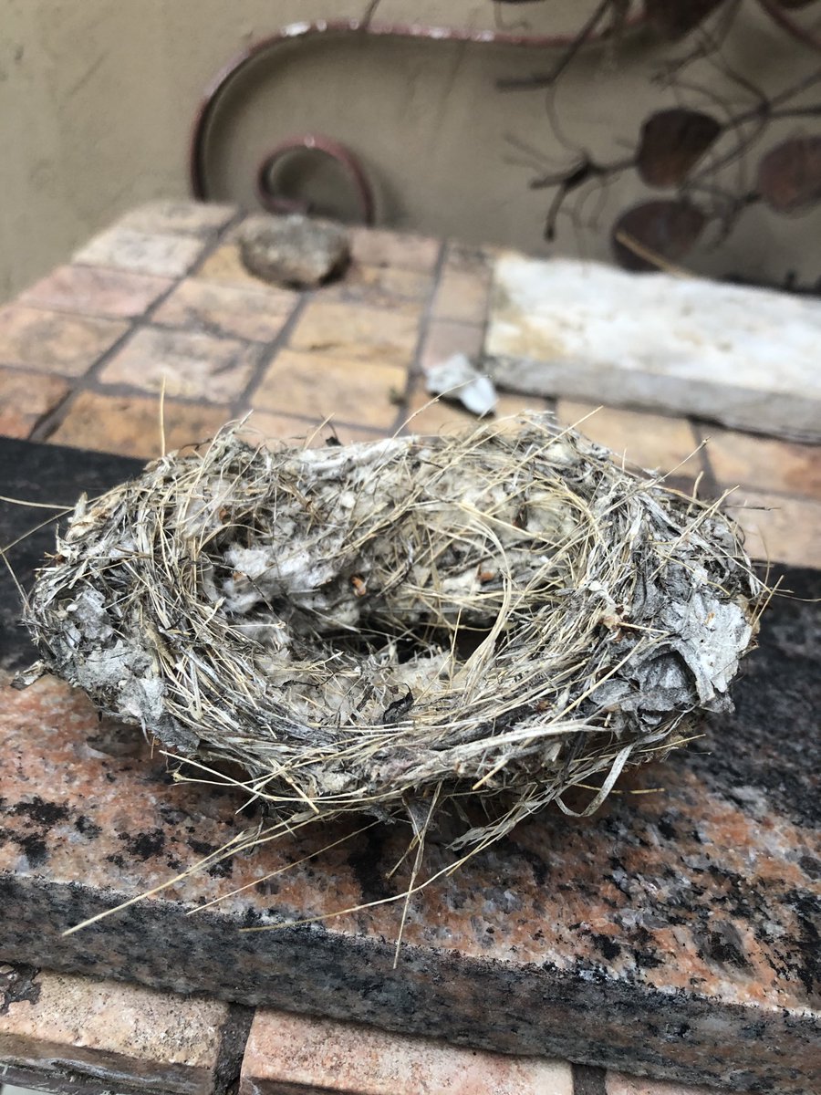 mz_lat's tweet photo. A published poem?
Gray hair in partial bird nest.
Exquisite honor.
#HaikuForHope https://t.co/VFMzjt4H0b
