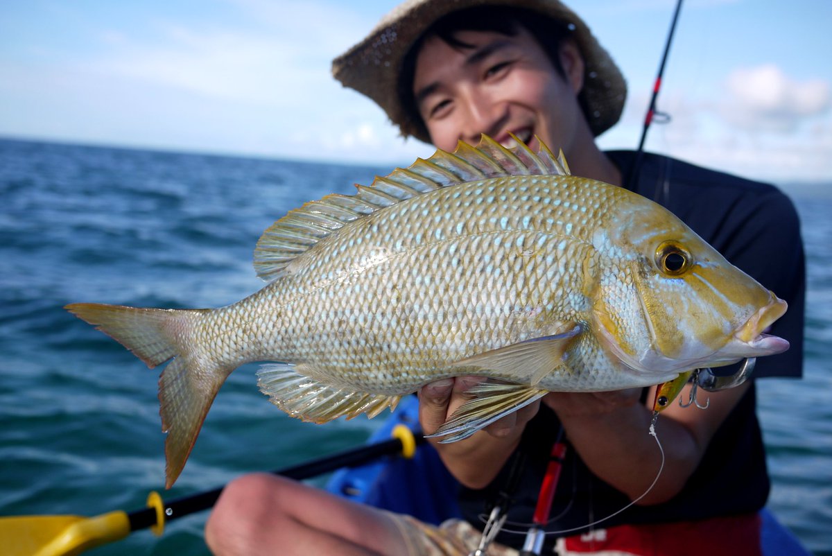ペスカトーレ中西 二匹目 可愛いサイズだけどその引きはやっぱりタマン 根に突っ込み続け 大人しくなったかと思いきや 手前に突っ走り真下の根へ ライン含め タックルのバランス強度は限界まで引き上げているが 本当に最後まで気を抜けない釣り