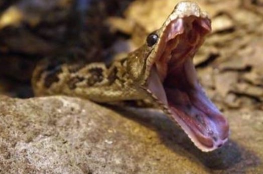 KaioBeenieri's tweet photo. Cobra// Tereza Cristina 
Qualquer semelhança é pura coincidência https://t.co/NnZy0ybUlI