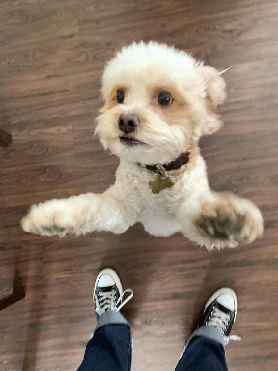 NoWayJill's tweet photo. @NationwidePet @MiLB #NWDogDugout https://t.co/iYTF1hEeGN