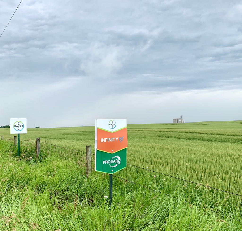 RinasKassi's tweet photo. As your on your travels this weekend keep an eye out for our signs and some beautiful crops π! @katimakowichuk and I both had a successful day signing in our territories πΎππͺπΌ @TeamNEABBCS @Bayer4Crops #fieldsigns #easternAB #prosaroXTR #infinityFX https://t.co/8q4X0Knpt5