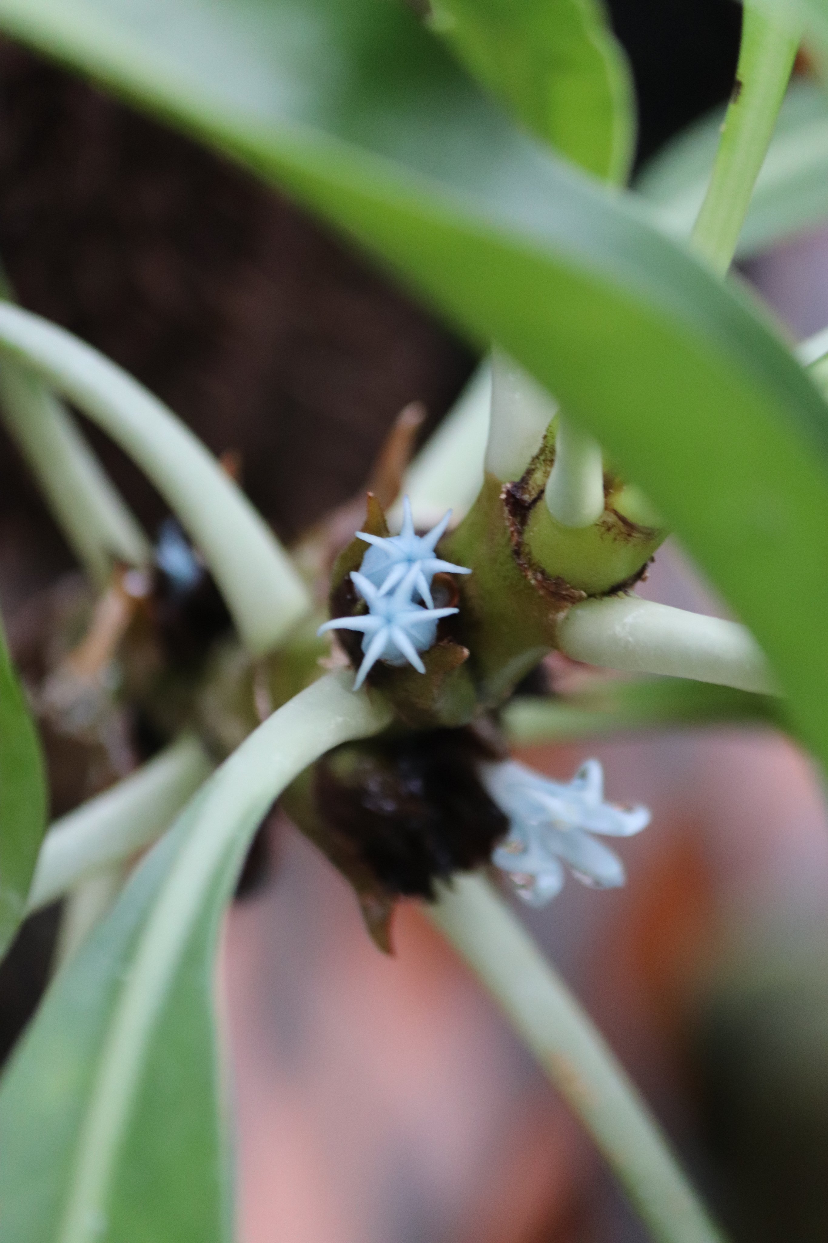 咲くやこの花館 フラワーホールにて展示中の アリ植物 Myrmephytum Beccariiに青いお花が咲いています 海の中ではないけれど イソギンチャク を思わせる カワイイ花です 他にも不思議な形 の植物も見られます 展示は8月2日まで 咲くやこの花館 エア