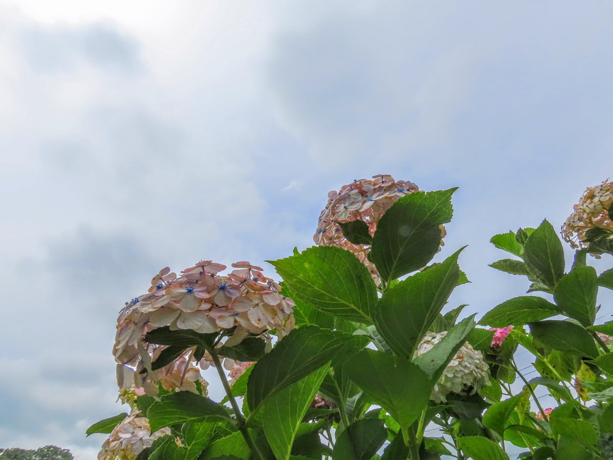 yumeasutw's tweet photo. 時折、小雨がパラつき🌥️薄日が差す #スポーツの日 の朝☁️
只今の気温🌡️25℃
本日の最高気温🌡️27℃
曇り時々雨☁️/☔
午後は南風が吹き、小雨が降りやすい予報です。
#オクラ の花と実がなりました💚
#野菜
#紫陽花 #アジサイ
#花 #flower
#イマソラ
#空の名前
#a2020 #a0724 #a202007
#a2020074 https://t.co/YD2J43PN24