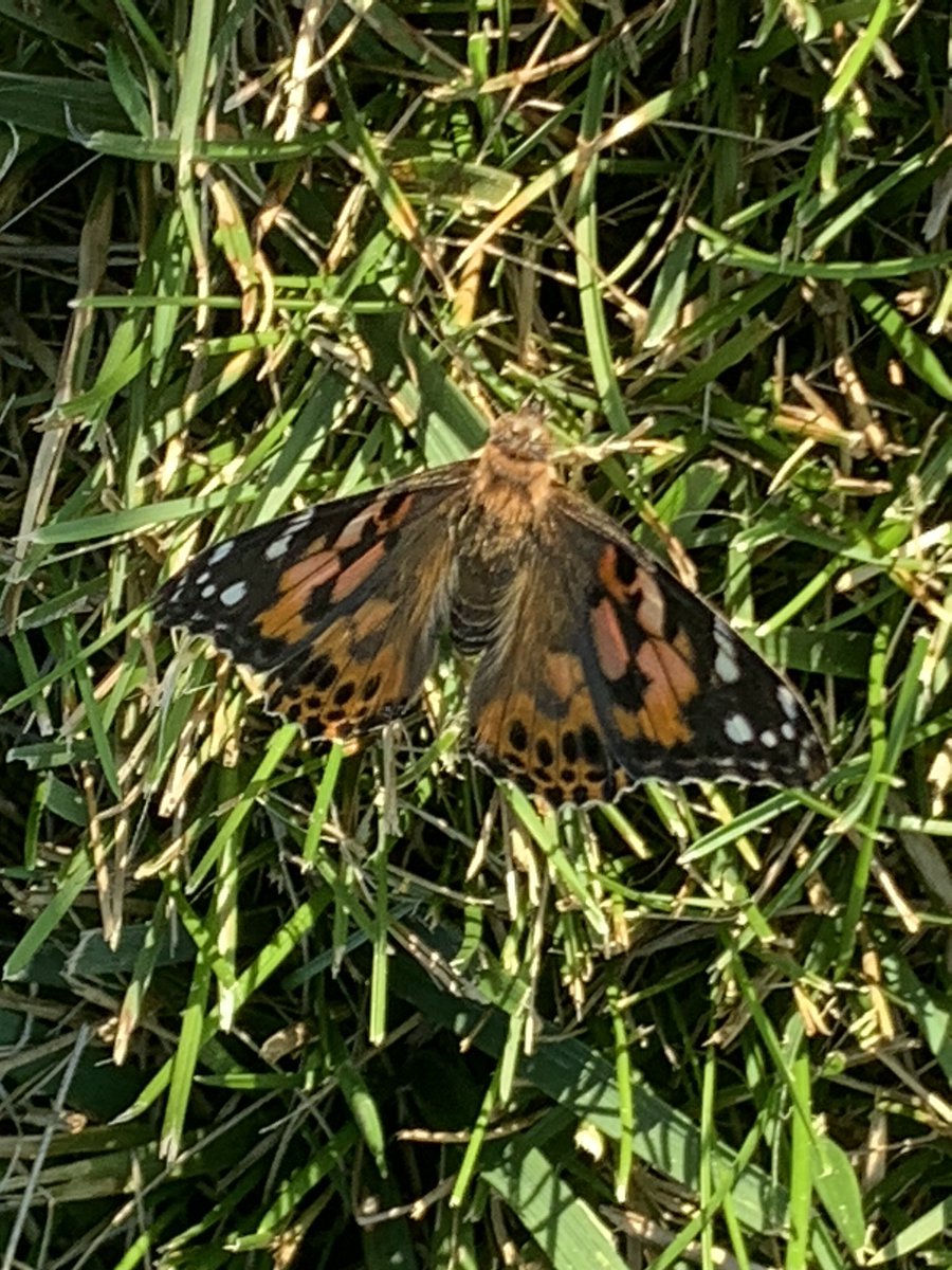 tihoma's tweet photo. So tonight was a Butterfly release in memory of loved ones. It happened to fall on my sister’s birthday. She passed away about 3 weeks ago. #RIPKayla https://t.co/gLhtdMkkkQ