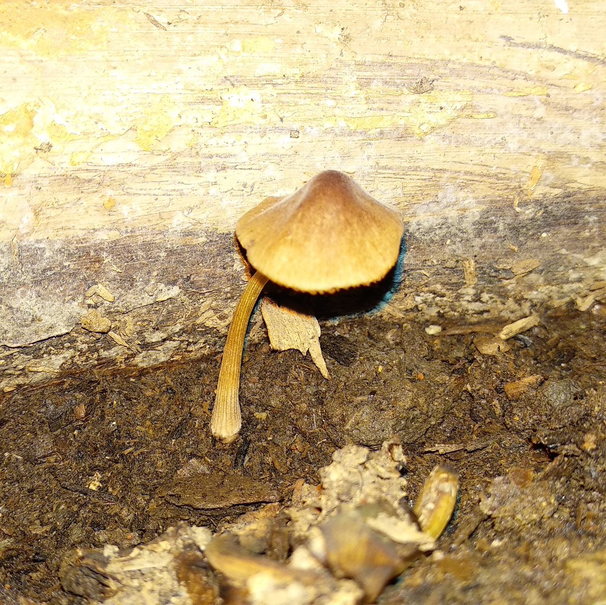 obed_mty's tweet photo. Hola @Fungi_Cosas podrás ayudar a identificar esta especie, será peligroso para las mascotas? Mide 2-3 cm. Saludos! https://t.co/PCTMq0MaLP