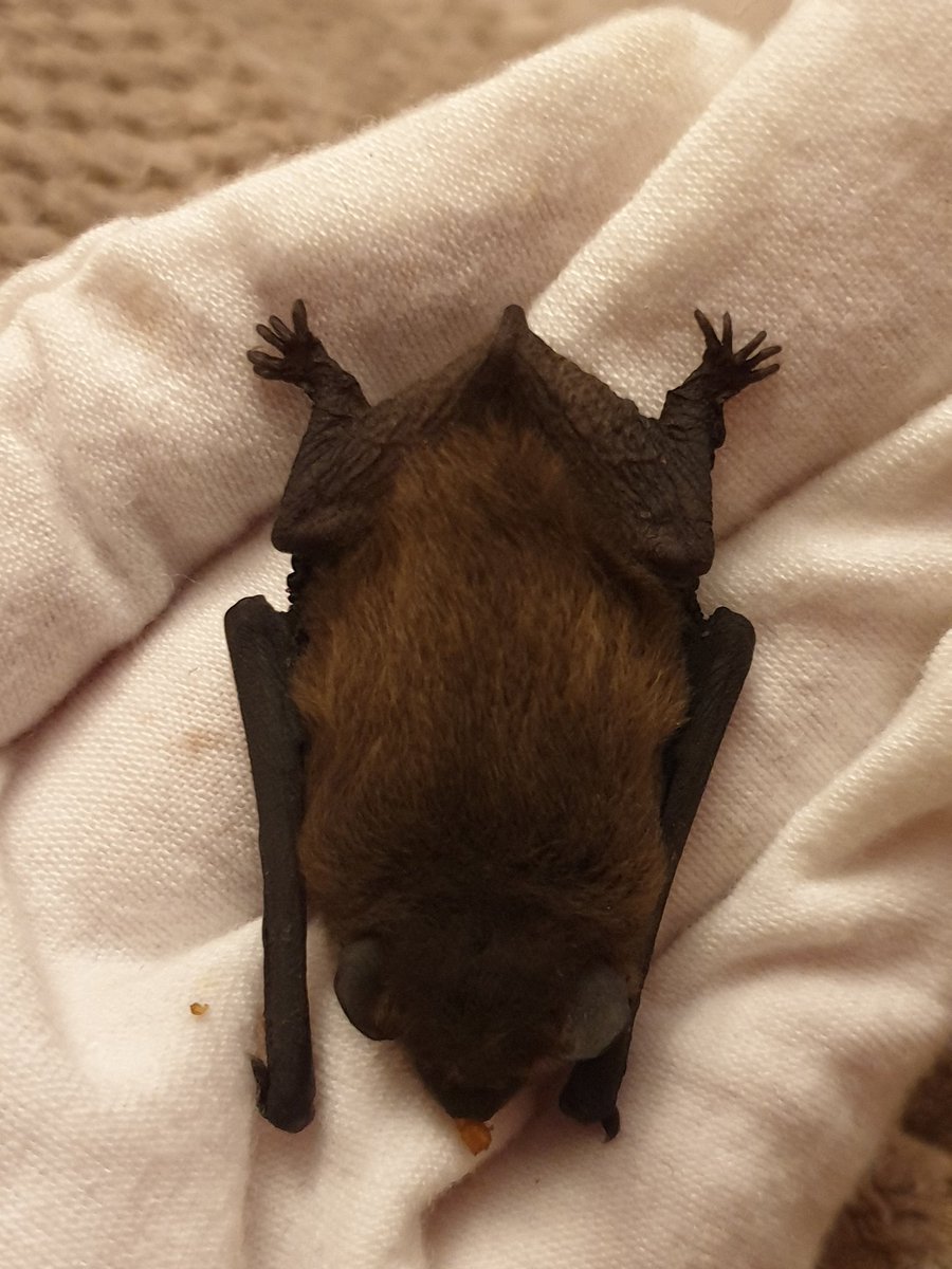 Look at that little waist  but she is eating well and pooping which is good 