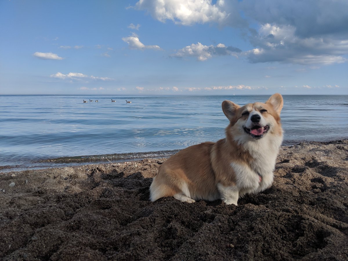 gen_evieve's tweet photo. @webflow how about my pup, Clover!? https://t.co/rSIseMZd91