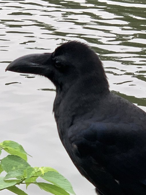 カラスのtwitterイラスト検索結果