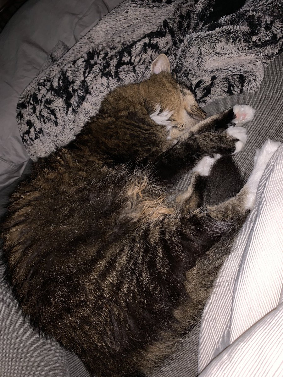 tigerweeb's tweet photo. it’s sleepy time https://t.co/O8WwpHSe4y