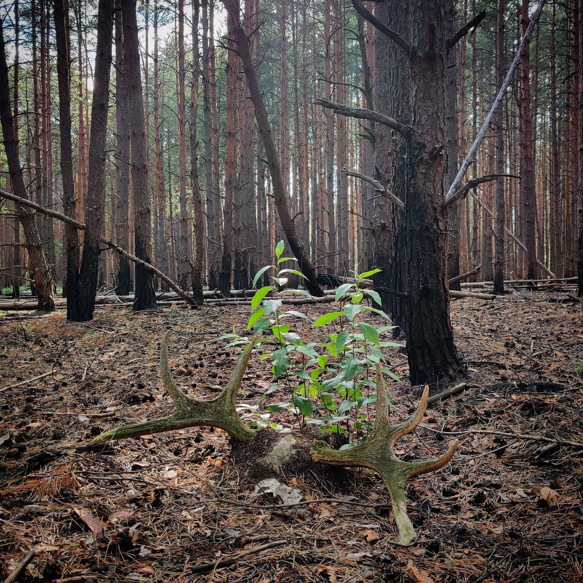 Life and death.This moose (Alces alces) skull may be one of the coolest things I have seen. A thread of (subjective!) observations:
