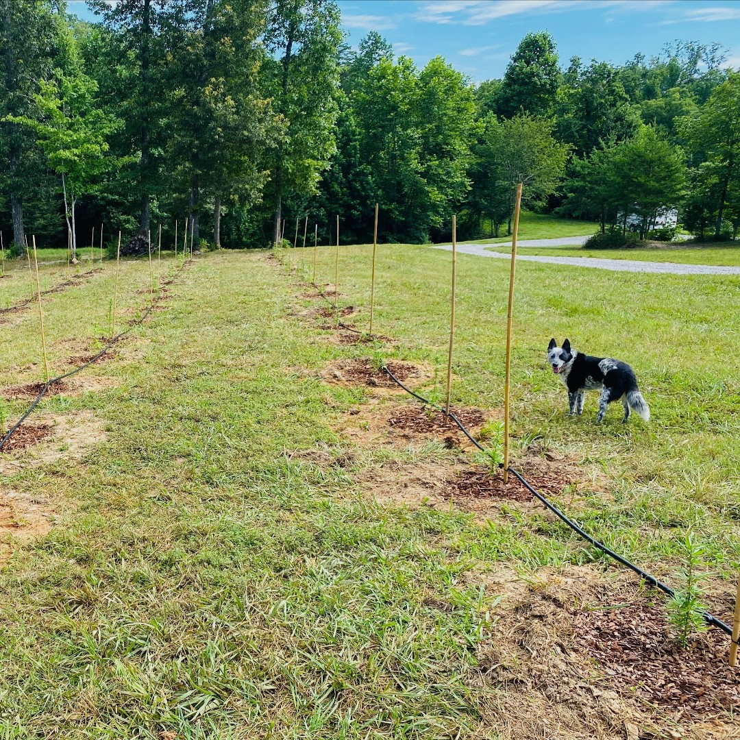 ShakeColab's tweet photo. Drip irrigation 💦 is IN &amp; our fav field dog, Gunner is on watch duty !!!#drinkup #getstrong #hempstead #blueheeler #gaurddog 💚#shakeeast https://t.co/VjEVBqWIyI