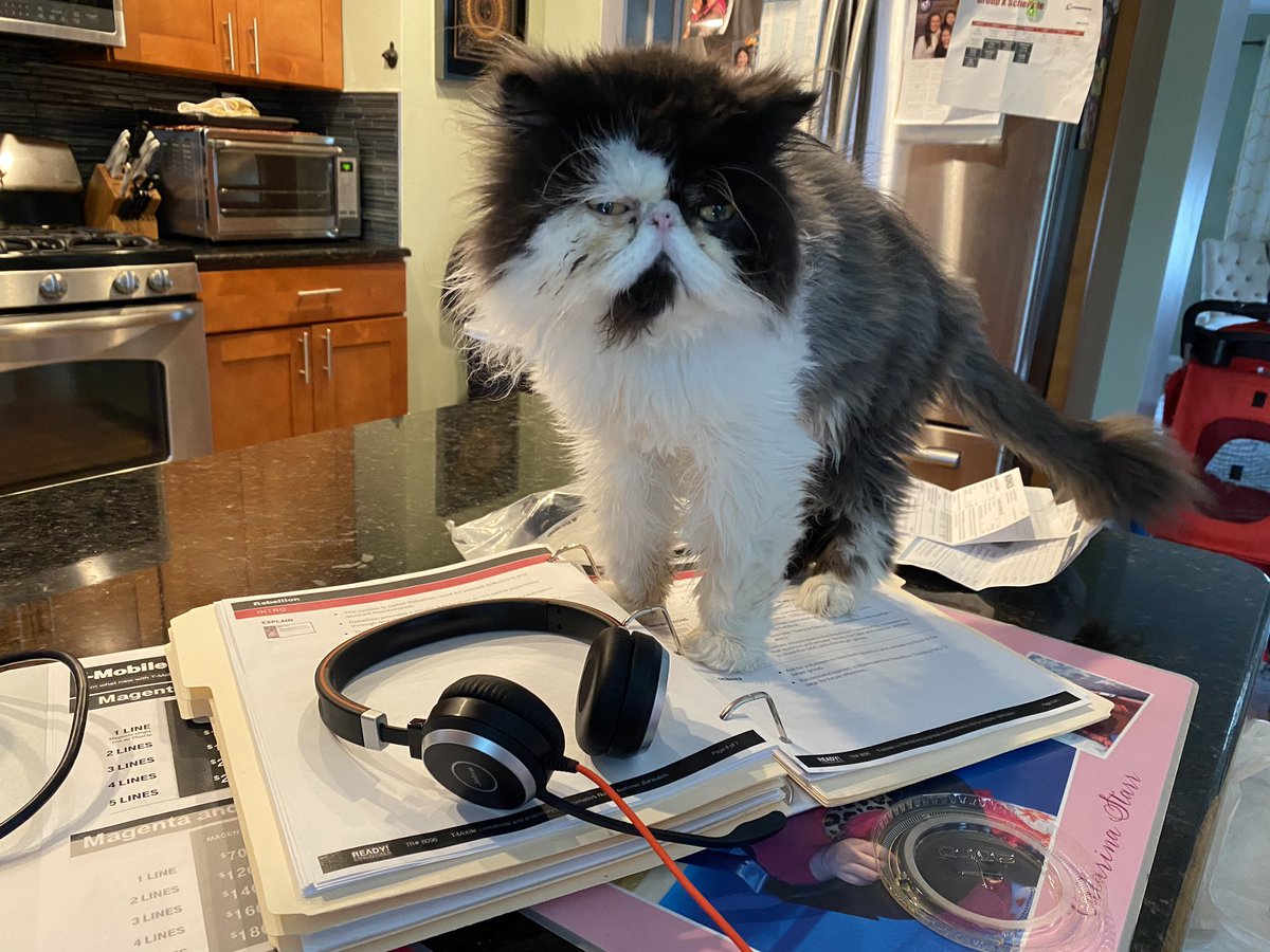 SteveDaTrainer1's tweet photo. My study buddy. @timthetrainer1 https://t.co/zjjKbMqFkg