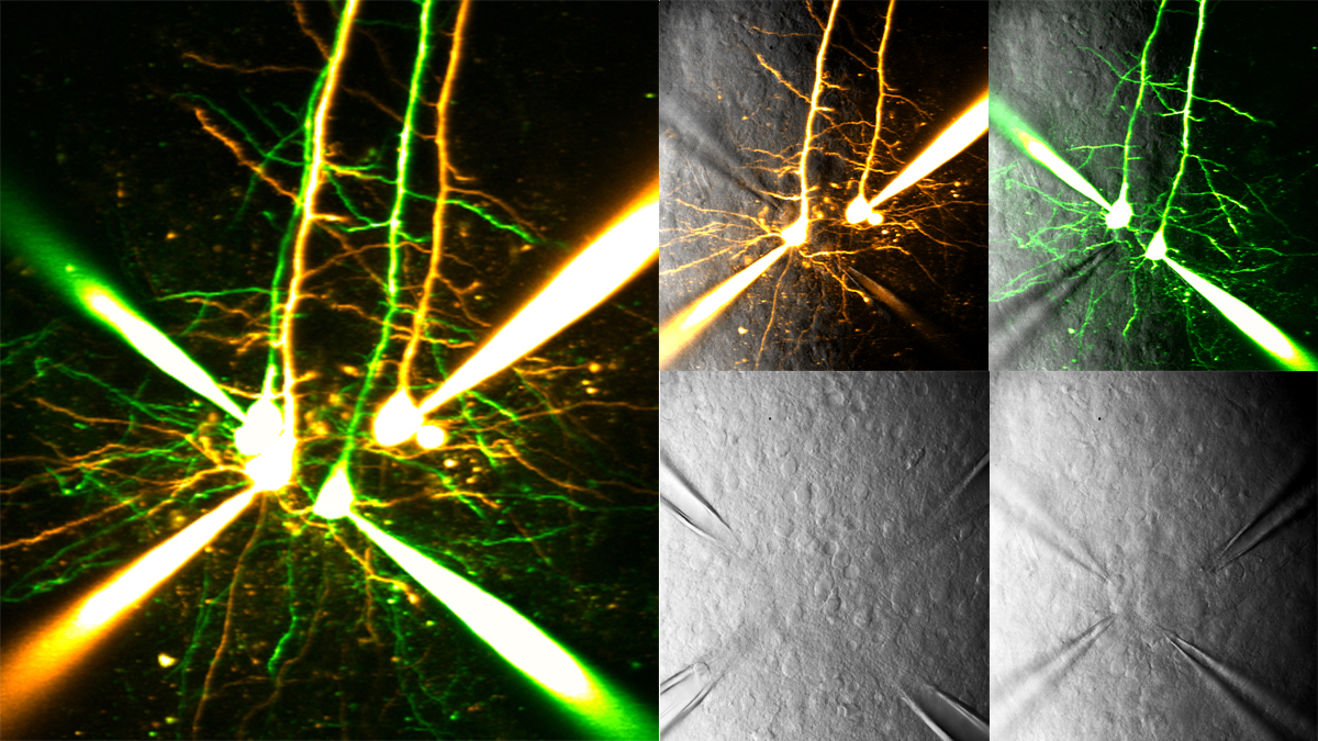 Hovy_Wong's tweet photo. First quadruple neuron recordings since the @mcgillu  lockdown in March. Very excited to be back in the @pj_sjostrom lab to study synaptic plasticity and axonal translation! https://t.co/DnWCfBMdEi