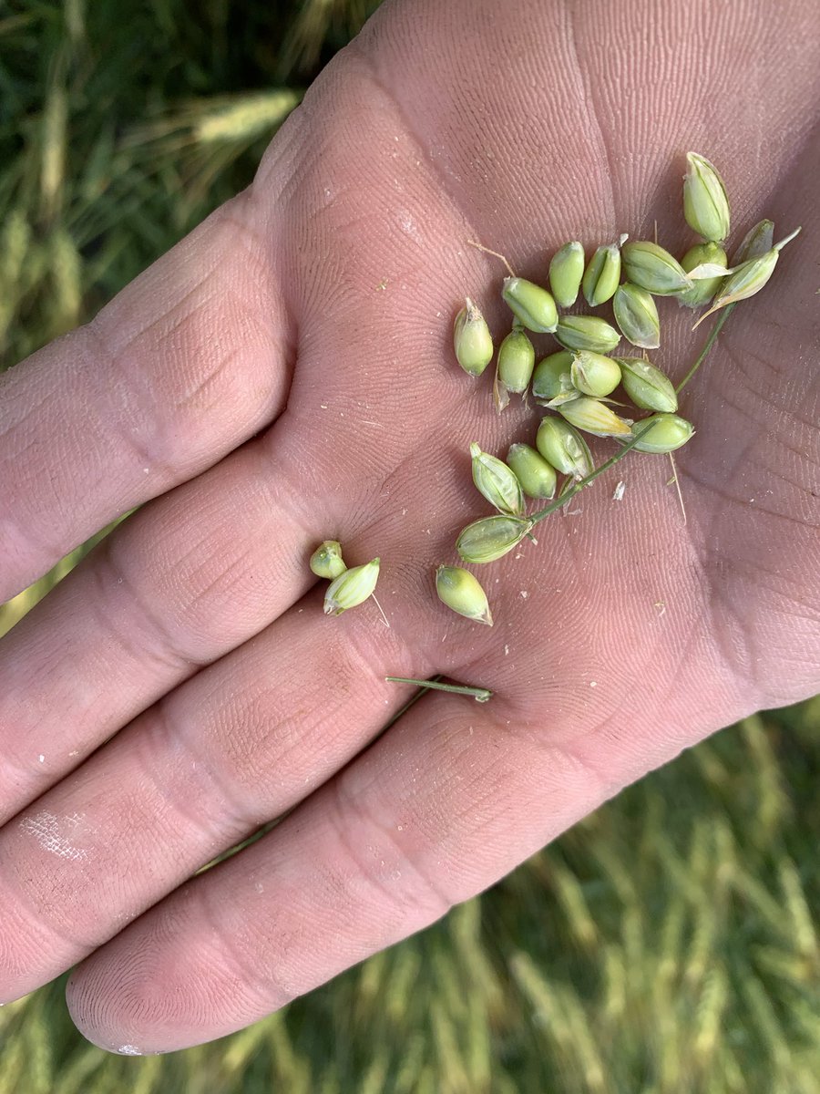 rpbrunel's tweet photo. Heads are filling. #harvest20 #wheat #Cardale https://t.co/2LRNCXJ8zp