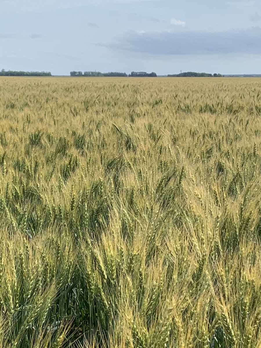 rpbrunel's tweet photo. Heads are filling. #harvest20 #wheat #Cardale https://t.co/2LRNCXJ8zp
