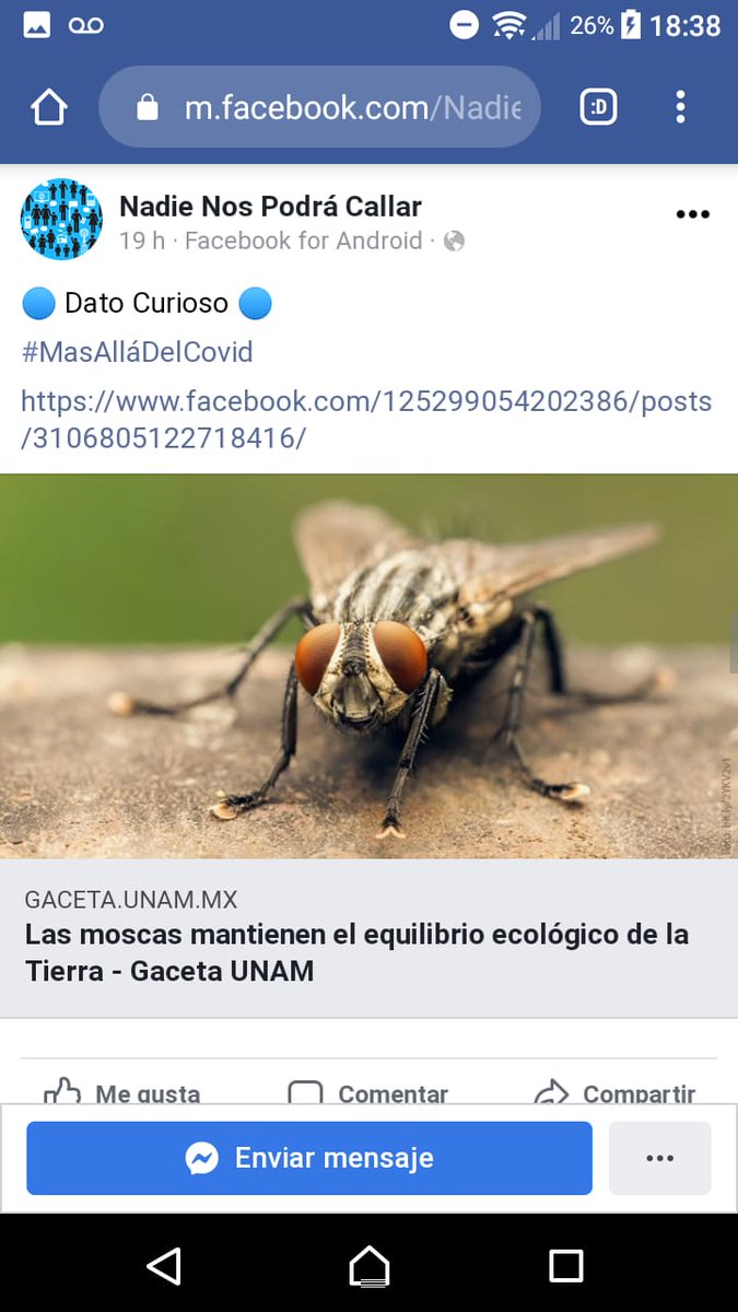 NosPodra's tweet photo. las heroinas que no descansan¡¡ #abejas  #vida #naturaleza https://t.co/WtjyUD6ubj