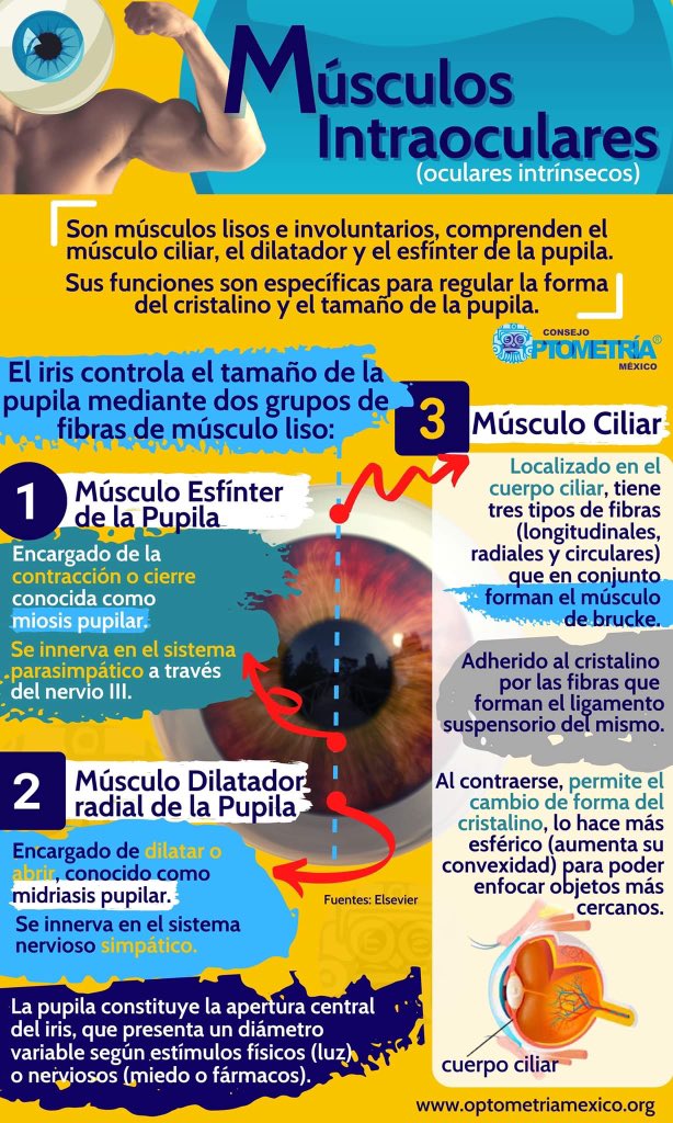 OptometriaMexic's tweet photo. Conoce los músculos encargados de dilatar y contraer las pupilas.
#Optometría #Midriasis #Miosis #Pupilas #Músculosintraoculares #Ojo
#AcudeconelLicenciadoenOptometría https://t.co/QKOaNiUUAJ