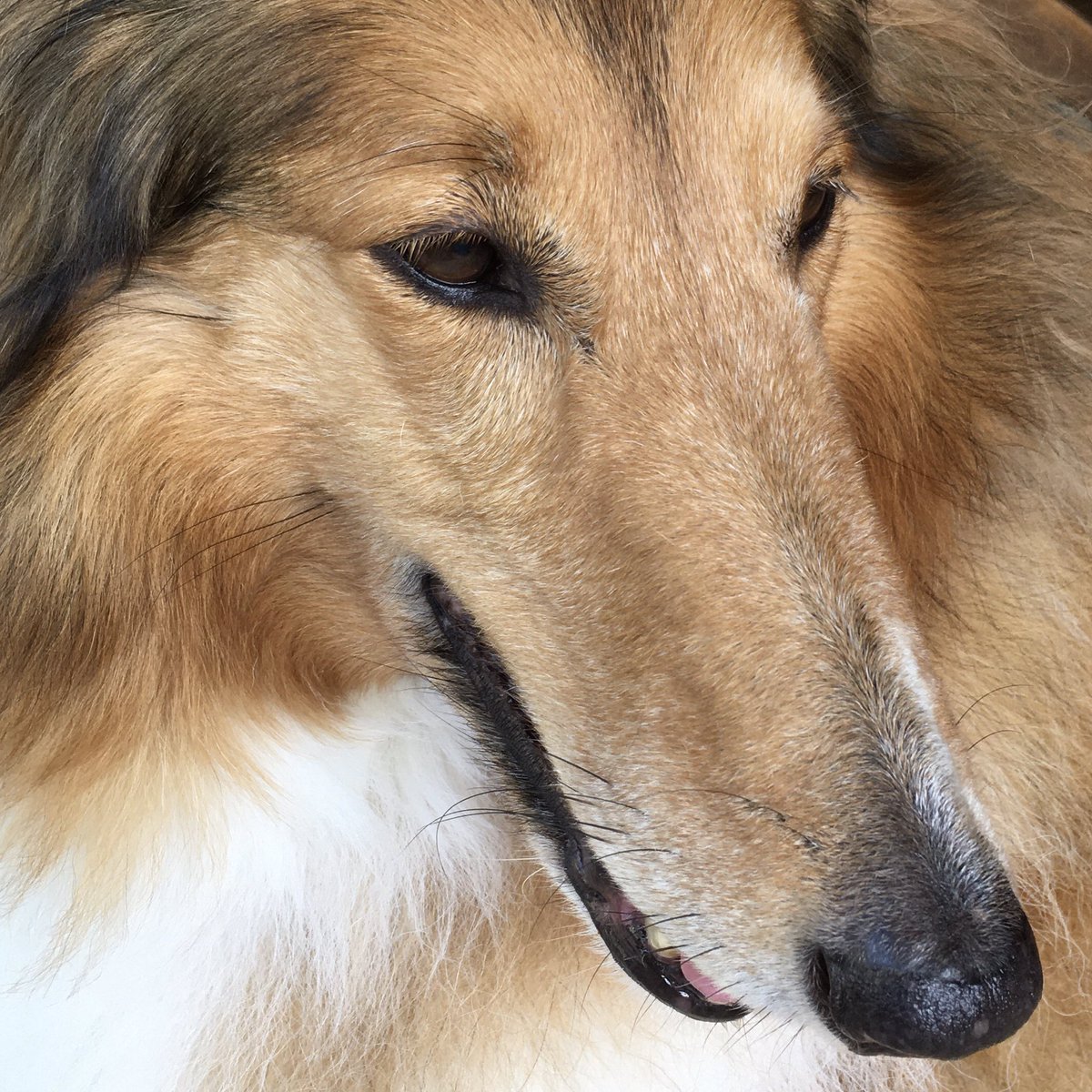 CollieCrusader's tweet photo. 😃 Smiling because I just got to video chat 💭 📱 with a friend and their adorable 😍 🍼 baby!  Yep, the baby saw 🐕 me and kept giggling 🤭  

Who needs the real Lassie when you’ve got a #lassielookalike 

#roughcollie #collie #gooddog #wellbehavedpets https://t.co/DRf1zHyZHp
