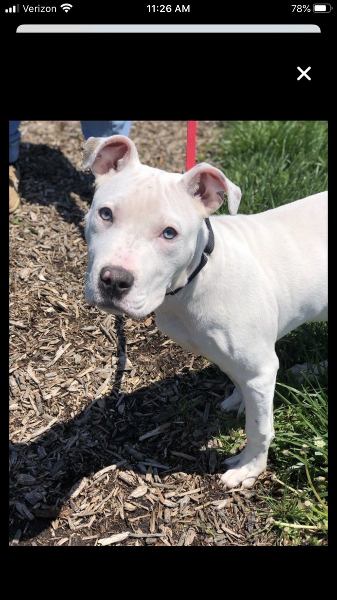 brittanydorch's tweet photo. @Reina_Jrose @doieflwer @septic__tea @shadycatts @bjbjonez Since we’re sharing our vicious attack dogs 🤷🏻‍♀️ https://t.co/rsg7iZdkFN