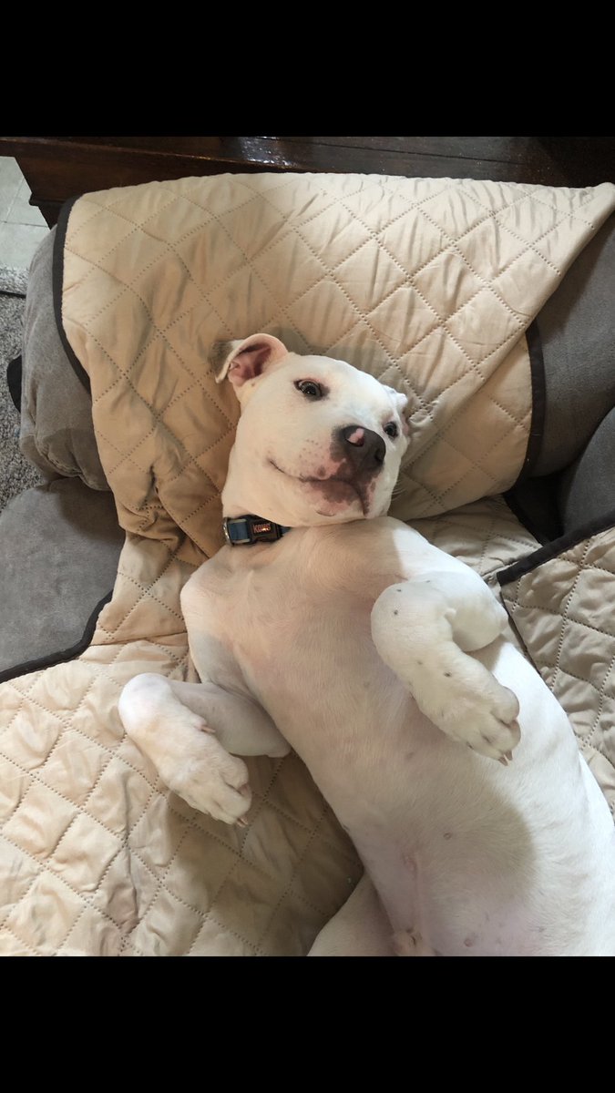brittanydorch's tweet photo. @Reina_Jrose @doieflwer @septic__tea @shadycatts @bjbjonez Since we’re sharing our vicious attack dogs 🤷🏻‍♀️ https://t.co/rsg7iZdkFN