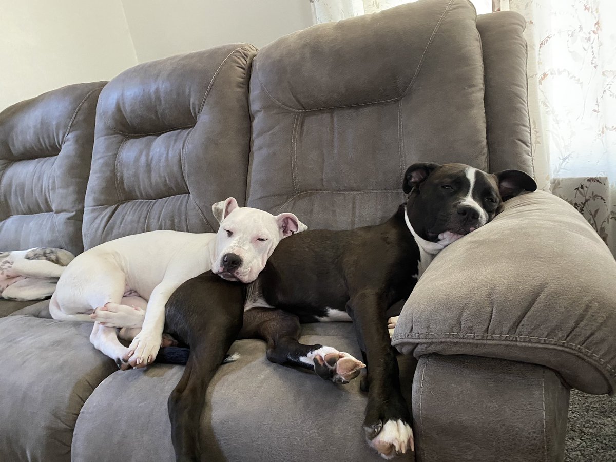 brittanydorch's tweet photo. @Reina_Jrose @doieflwer @septic__tea @shadycatts @bjbjonez Since we’re sharing our vicious attack dogs 🤷🏻‍♀️ https://t.co/rsg7iZdkFN