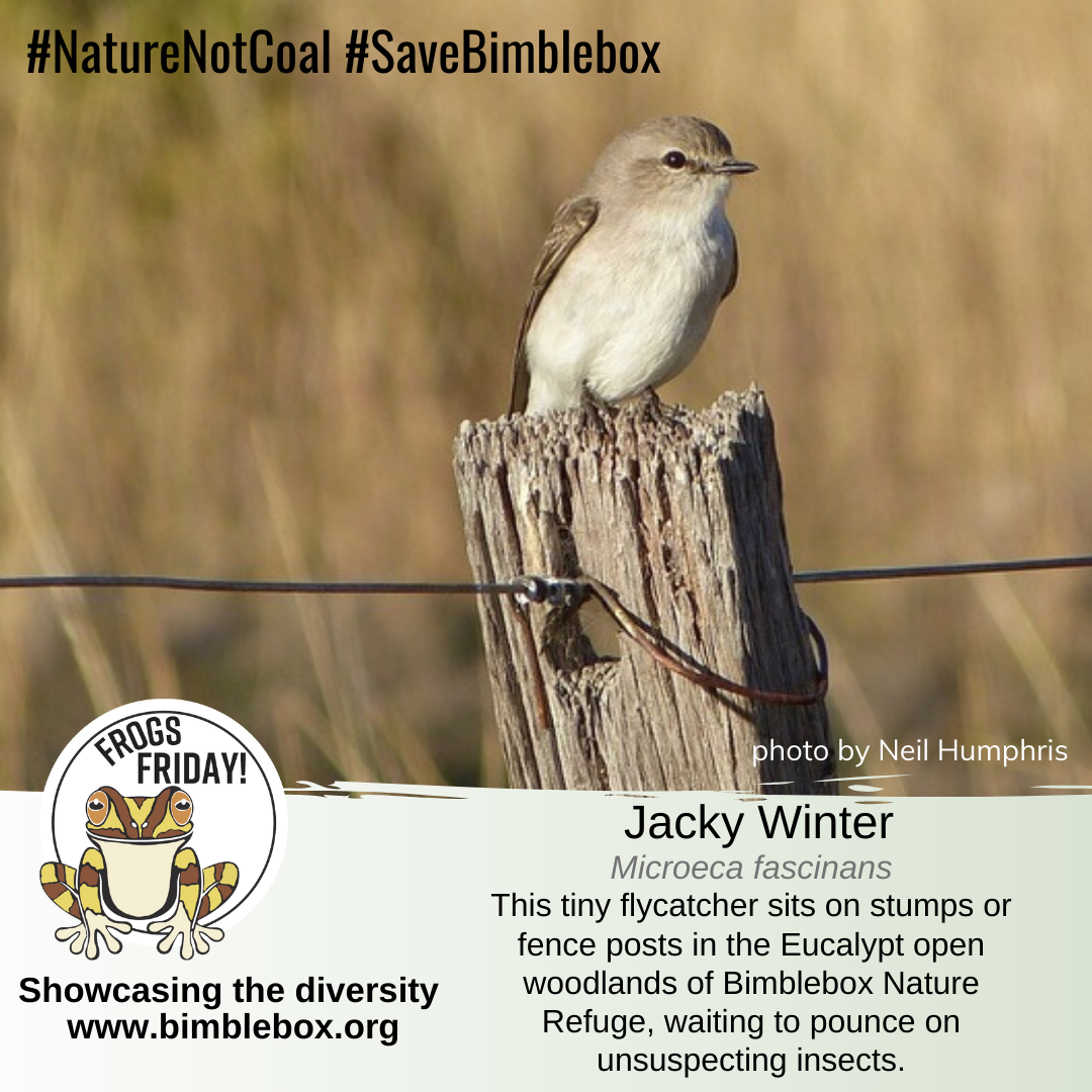 BimbleboxNR's tweet photo. #FrogsFriday features the delightful Jacky Winter! on a cold winter's morning, catching the early rays, and a few flies, Jacky's a true birb!
#ValuingNature https://t.co/CRkJCy3Jo2