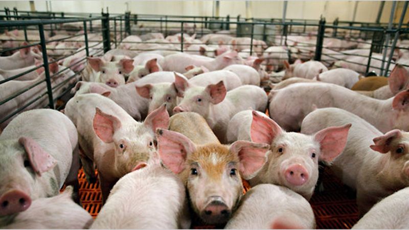 ⚠️ Alerta: avanzan en un acuerdo con China para convertir a Argentina en una granja de cerdos a gran escala, lo que en el país asiático implicó crisis sanitaria y crueldad animal. No queremos ser factoría porcina ni foco de pandemias. 
#BastaDeFalsasSoluciones