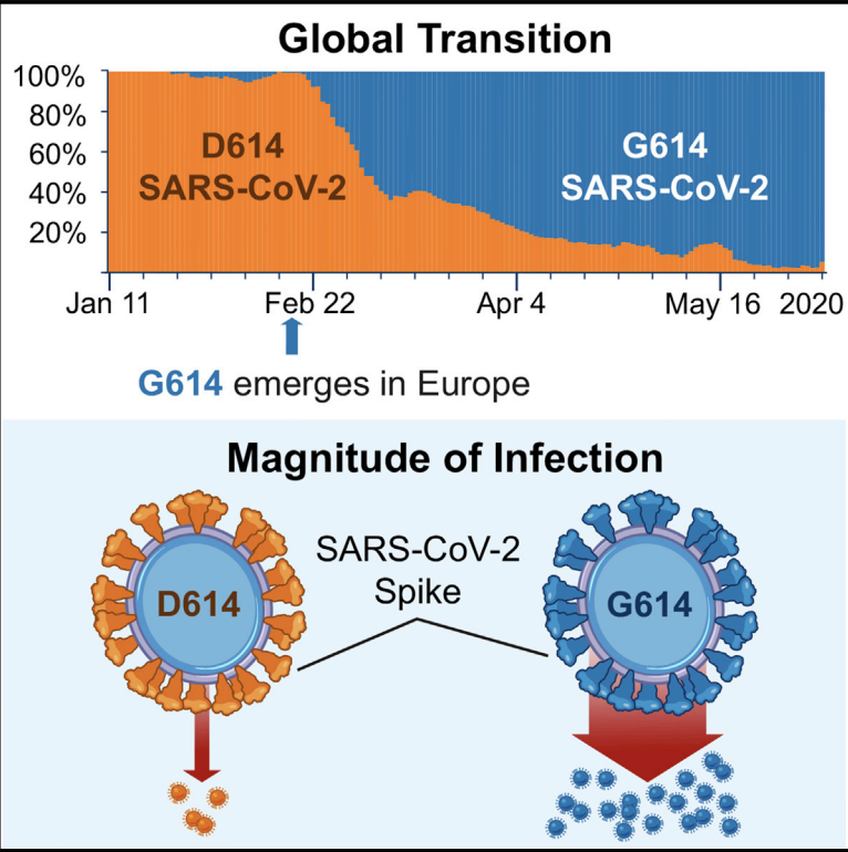 2) S protein mutation is the famous D614G variant that appeared in Europe and took over and previously thought to increase infectivity ( https://bit.ly/3fUTHcJ ) The new study found that the correlation between mutations and fatality holds even in sub-regions of the US...