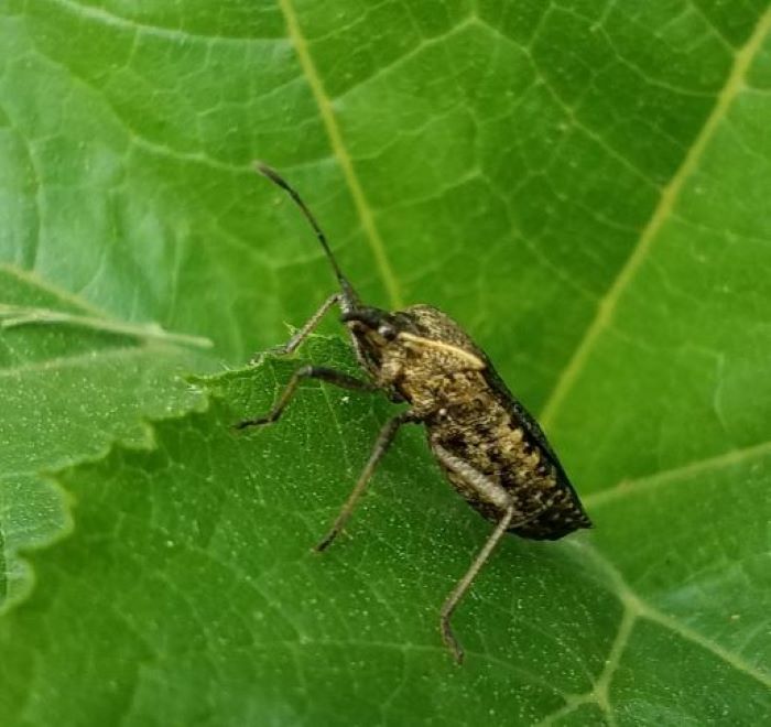 UConnGardener's tweet photo. Beware the squash bugs! They'll destroy your cucurbits if left alone. https://t.co/Cbm35KR7nV #squashbugs #cucurbits #ipm Pictures by @ahutch411 https://t.co/XQZyafGGHx