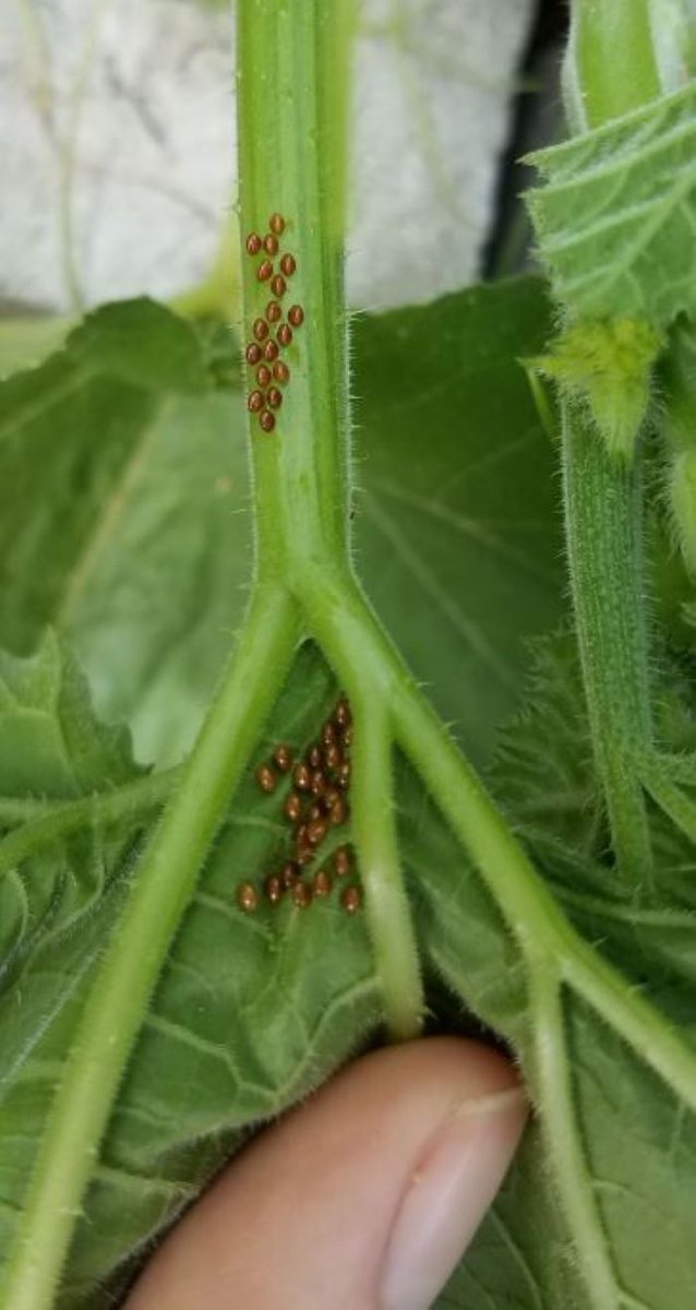 UConnGardener's tweet photo. Beware the squash bugs! They'll destroy your cucurbits if left alone. https://t.co/Cbm35KR7nV #squashbugs #cucurbits #ipm Pictures by @ahutch411 https://t.co/XQZyafGGHx