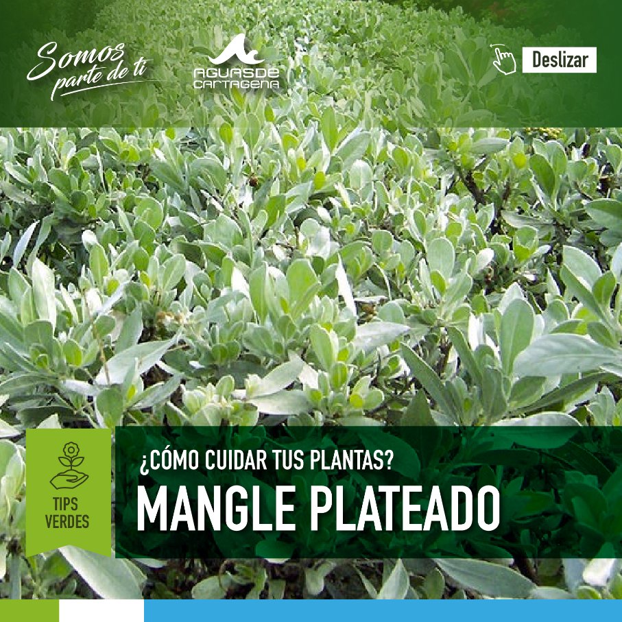 Acuacar's tweet photo. #TipsVerde
Hoy compartimos con ustedes algunos cuidados que debemos tener con el #ManglePlateado.
#SomosParteDeTI #Acuacar https://t.co/m9LsYCZh6x