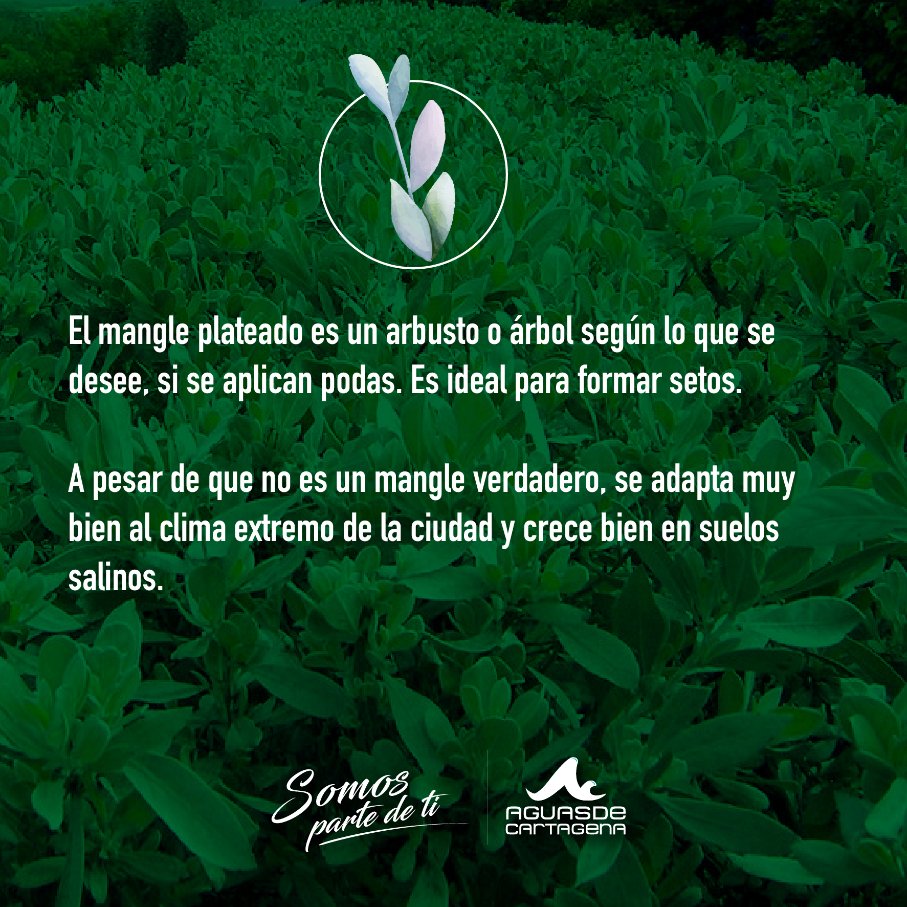Acuacar's tweet photo. #TipsVerde
Hoy compartimos con ustedes algunos cuidados que debemos tener con el #ManglePlateado.
#SomosParteDeTI #Acuacar https://t.co/m9LsYCZh6x