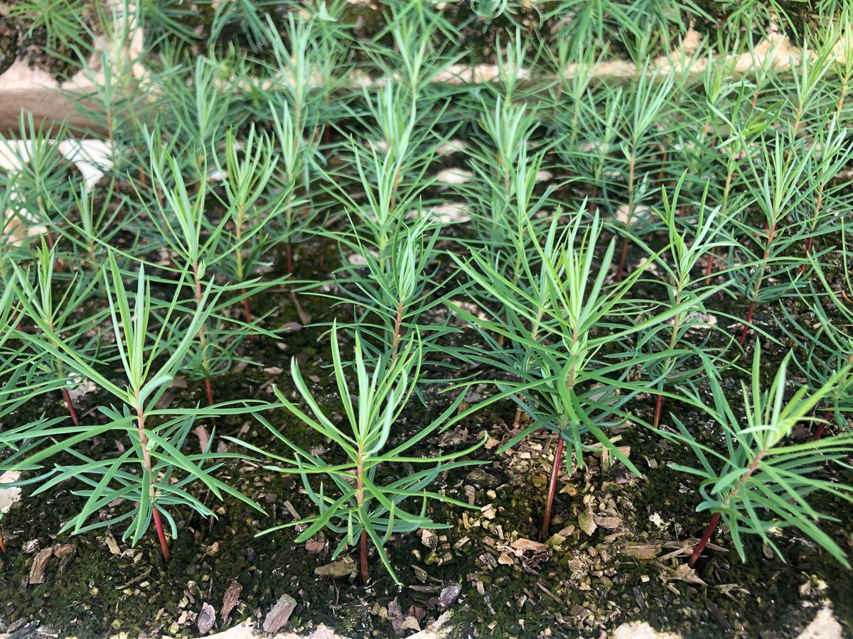 EFMInvest's tweet image. Excited to share our 2019 Impact Report which includes examples of our natural climate solutions work and highlights projects that target the UN SDGs.  efmi.com/category/news-…
#impactinvesting #impinv #climatesmartforestry #SDGs #sustainabledevelopmentgoals