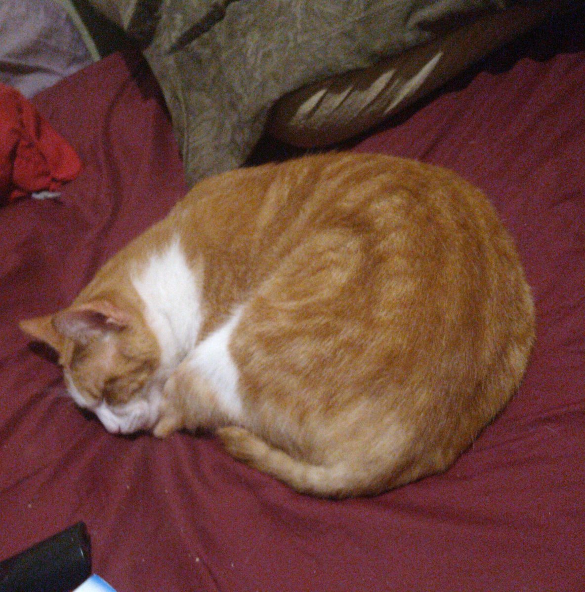 Simdemon's tweet image. #villasantarita  POR FAVOR SE PERDIO MI GATO, SI ALGUIEN LO VE QUE LO RETENGA