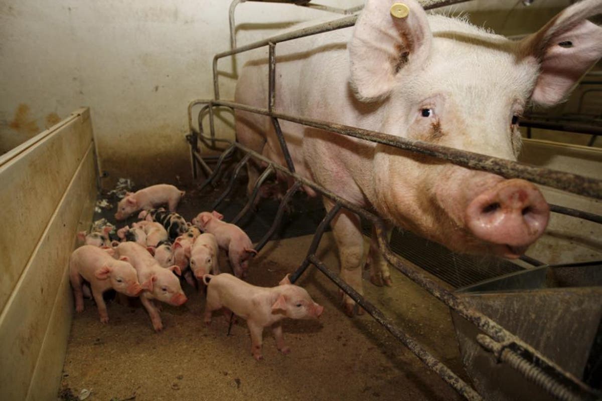 valeriafgl's tweet photo. Cuando el mundo atraviesa una pandemia con raíz en la crisis ecológica al Gobierno se le ocurre hacer acuerdo con China para que Argentina sea criadero industrial y produzca millones de toneladas de carne porcina. Quieren tercerizar la crisis sanitaria. 

#BastaDeFalsasSoluciones https://t.co/NwNGLkFBA3