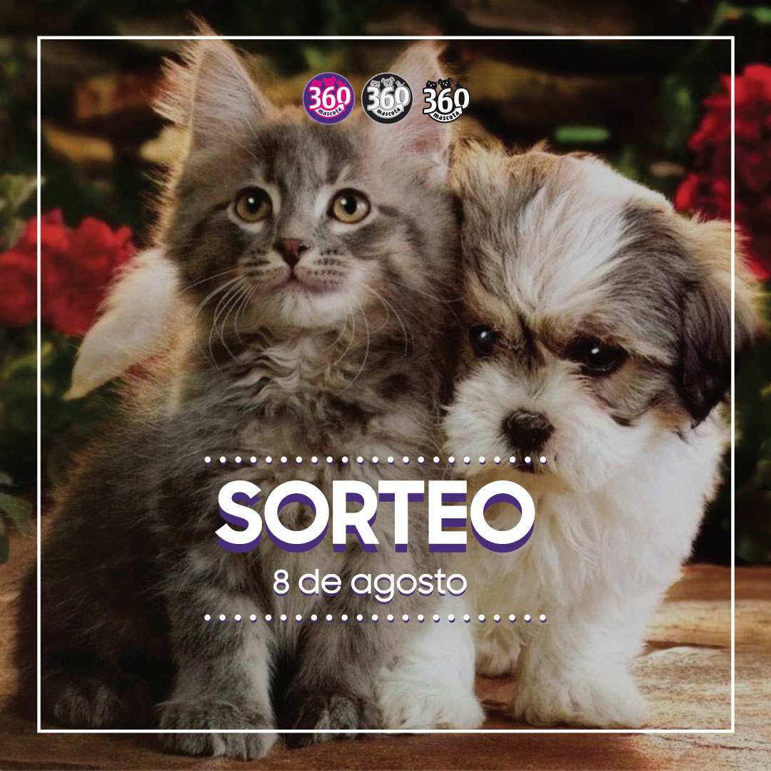 360Mascota's tweet photo. 🔥 🅢🅞🅡🅣🅔🅞 🔥

¡Ahora sí! 💪🏼 Volvemos con los sorteos para tu mascota. Seguí los pasos y participá por un Dogpro de 20 kg o Catpro de 7,5 kg:

👉🏼 Seguir la cuenta
👉🏼 RT y MG

⚠️ Válido para La Plata y alrededores. https://t.co/q7KJPZtAJs