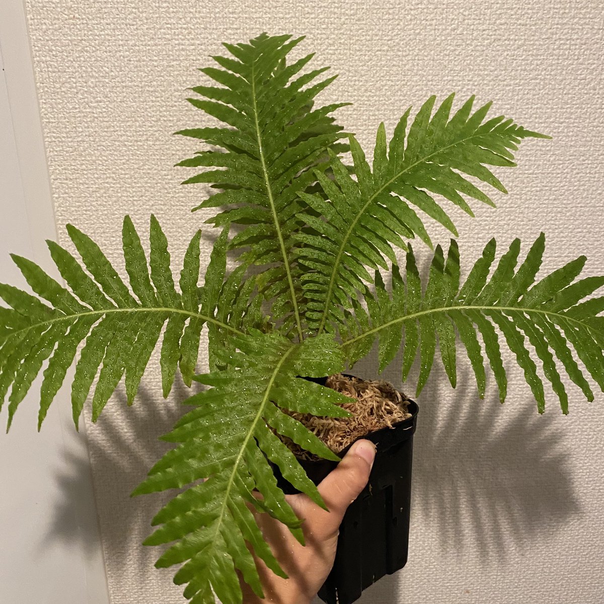 Tomgr13's tweet photo. いきなりの発根ラッシュみたいですね。
じわじわと生長するので、気がつかないのですが、確実に大きくなっているみたいです。

#シダ　#ブレクナム　#シルバーレディ　#プテリス　#Blechnum #Silver_lady 
#Pteris https://t.co/wnUwXgCqHJ