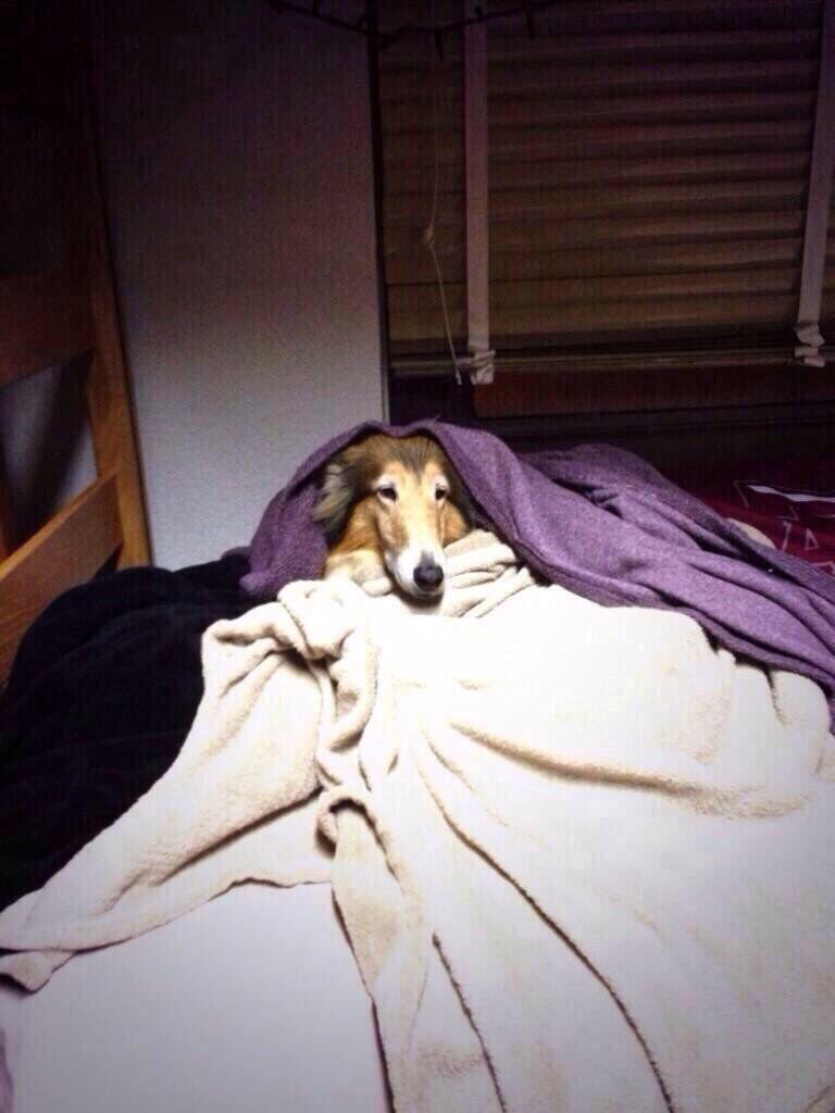 AggieHumor's tweet photo. @reveille @taylorswift13 https://t.co/HpuNJknznt