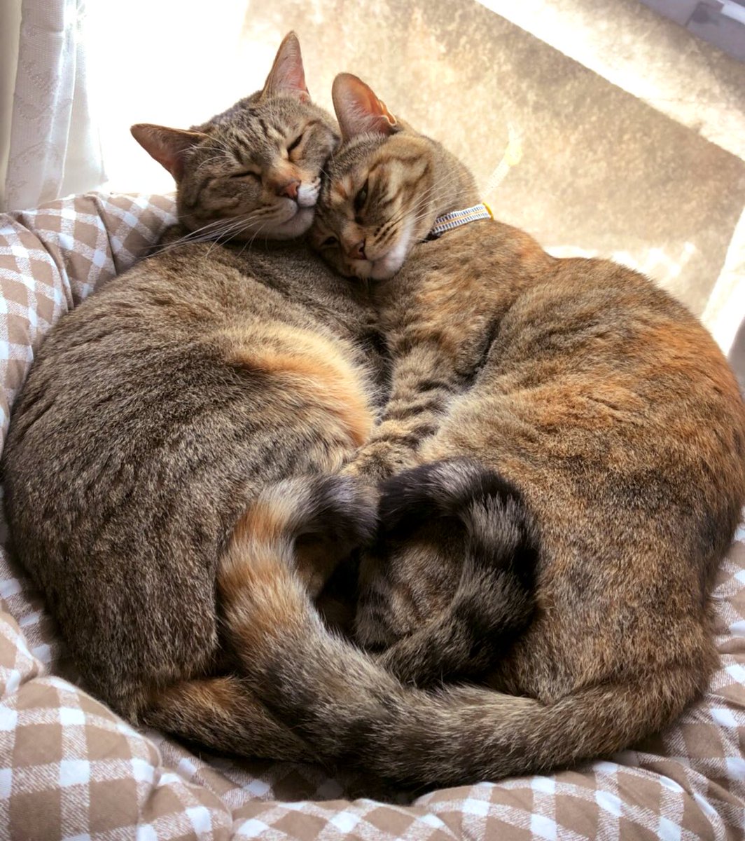 癒され動物たちの日常 待ち受けにすると恋愛運爆上がりしそうな猫の写真きた