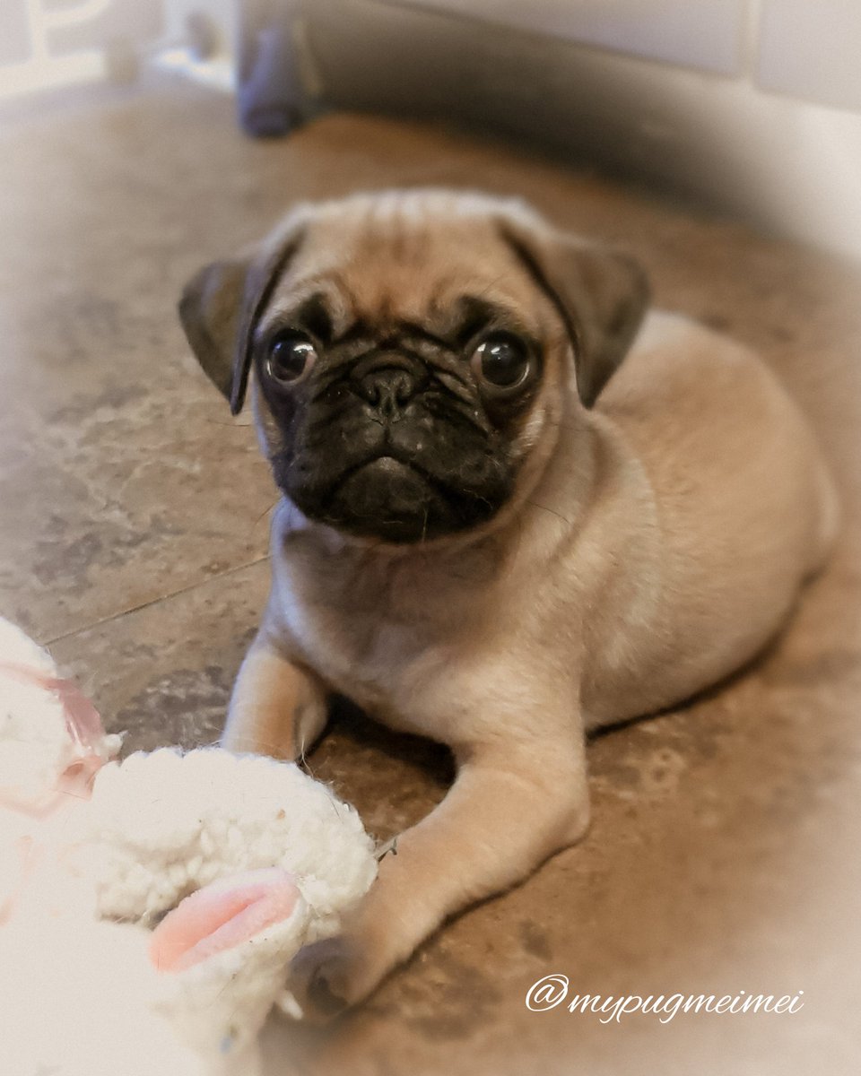 Throwback Thursday with lil Miss 'How sweet it is to be loved by you'🎀💝🍭💝🍭💝🎀 much love mei mei💜xoxo #pugs #pugsofinstagram #dogsoftwitter #Dog #DogsofTwittter #cute #puppylife #sweet #instagood #instagram #instadaily #Throwback #photoshoot #puppy #puppylove #throwbackpic
