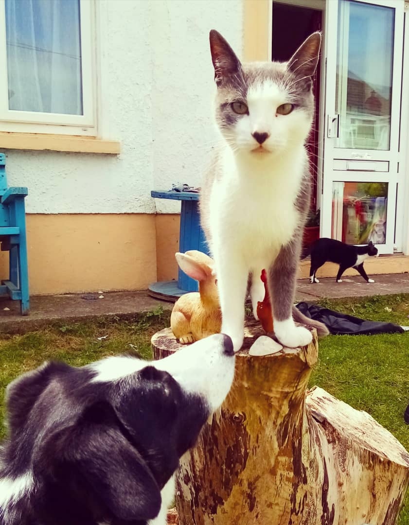 Our 2 year old cat is missing from Kinsale Road area cork, neuterd and microchiped. Please RT as our 7 year old son is heartbroken without him.