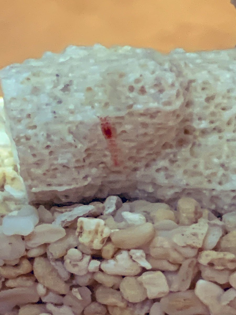えびw 相互フォロー Twitter પર えびかわいい ホロホロシュリンプ ピクシーシュリンプ だよ バクテリアとか食べて生きるのでエサも いらないよ ハワイ産のえび えびかわいい ホロホロシュリンプ えびw 相互フォロー Twitter પર えびかわいい ホロホロシュリンプ ピクシーシュリンプ だよ バクテリアとか食べて生きるのでエサも いらないよ ハワイ産のえび えびかわいい ホロホロシュリンプ