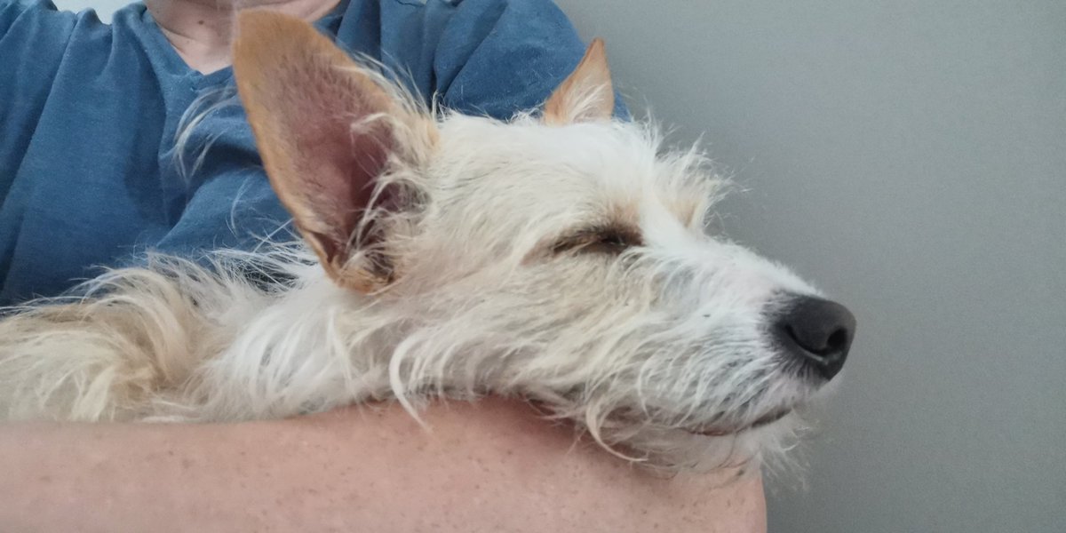geordiemuppet's tweet photo. A little post walk lap nap earned by our little #AdventurePip, once again keeping us safe from a bear on the trail. That'll Do Pup, That'll Do. #MansBestFrind #DogsOfTwitter #SleepingDog #Dog https://t.co/uy24FYONhp