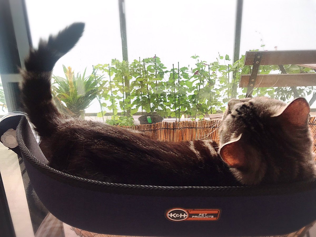 jun622yamamoto's tweet photo. そして、、
猫草をmiwaにゃんがスルーと言う残念な感じ。。。あれれ🤣
良く見ると葉🌱の先っぽに水滴💧がついていて可愛い😻❣️❣️

miwaにゃんがいるのはwindow bed❤️
#猫草
#miwaにゃん
#windowbed https://t.co/J1d5xBhpUG