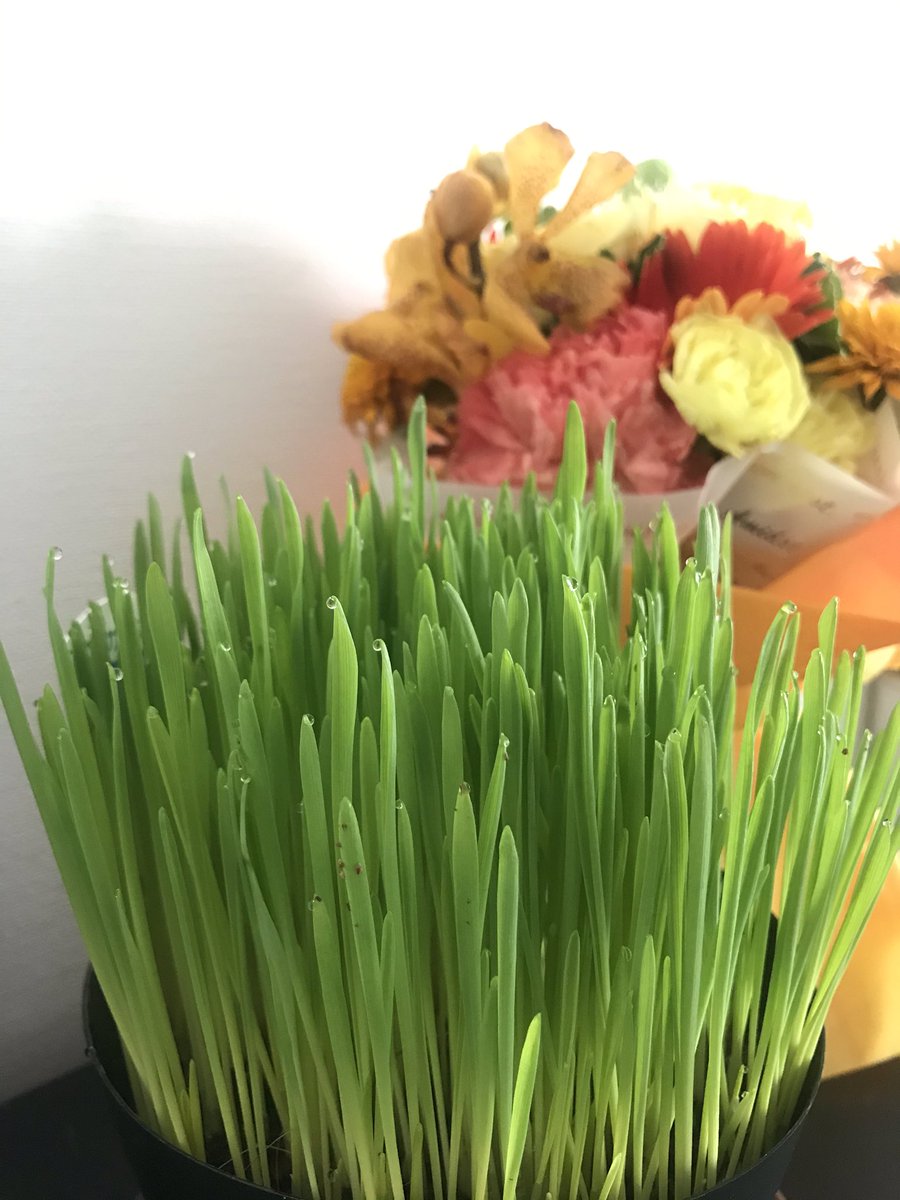 jun622yamamoto's tweet photo. そして、、
猫草をmiwaにゃんがスルーと言う残念な感じ。。。あれれ🤣
良く見ると葉🌱の先っぽに水滴💧がついていて可愛い😻❣️❣️

miwaにゃんがいるのはwindow bed❤️
#猫草
#miwaにゃん
#windowbed https://t.co/J1d5xBhpUG