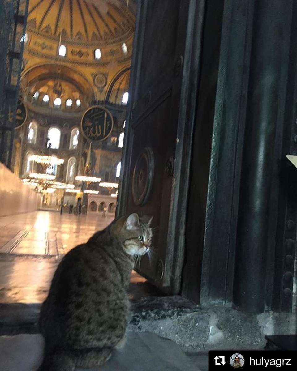 Cat saying goodbye to her guests