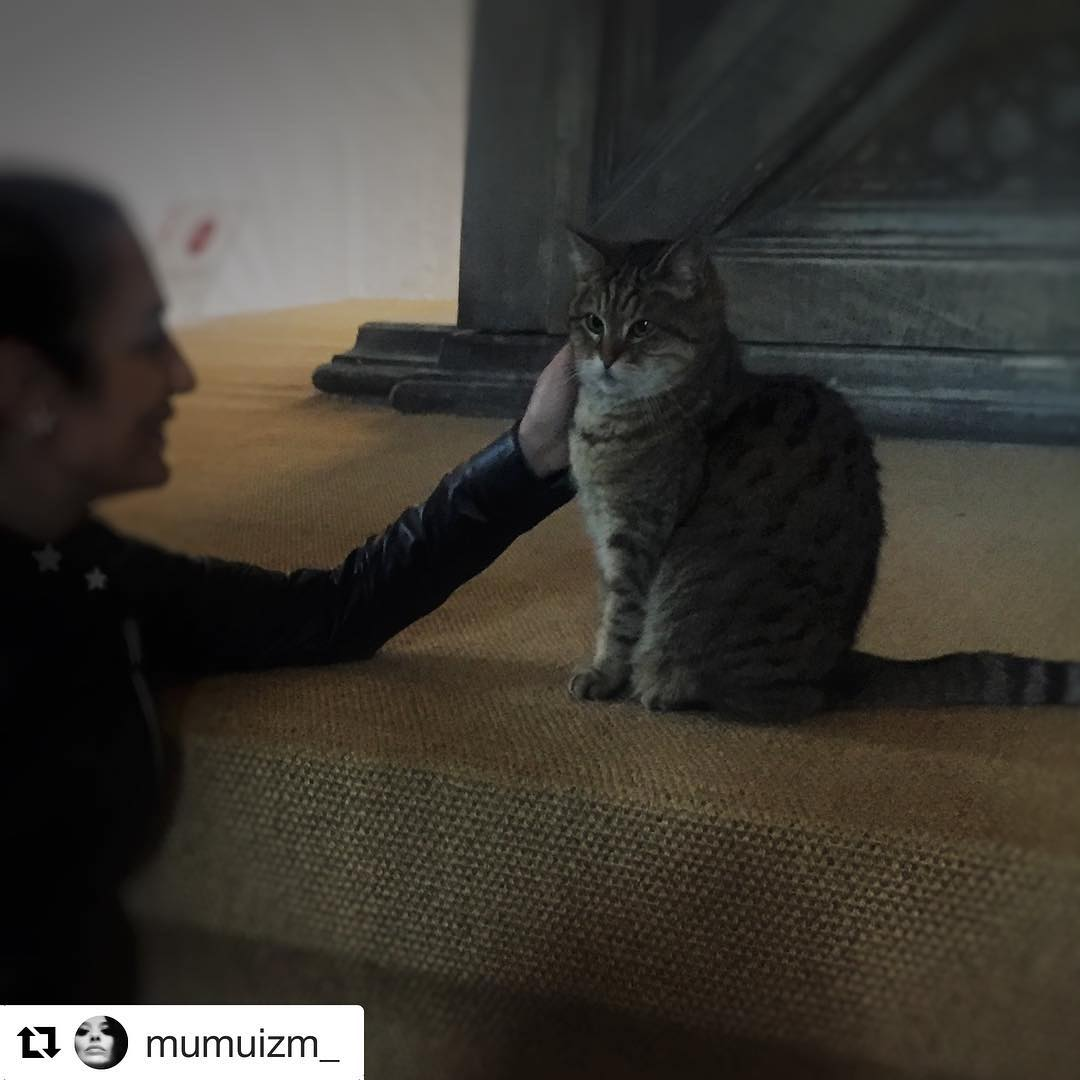 Cat saying goodbye to her guests