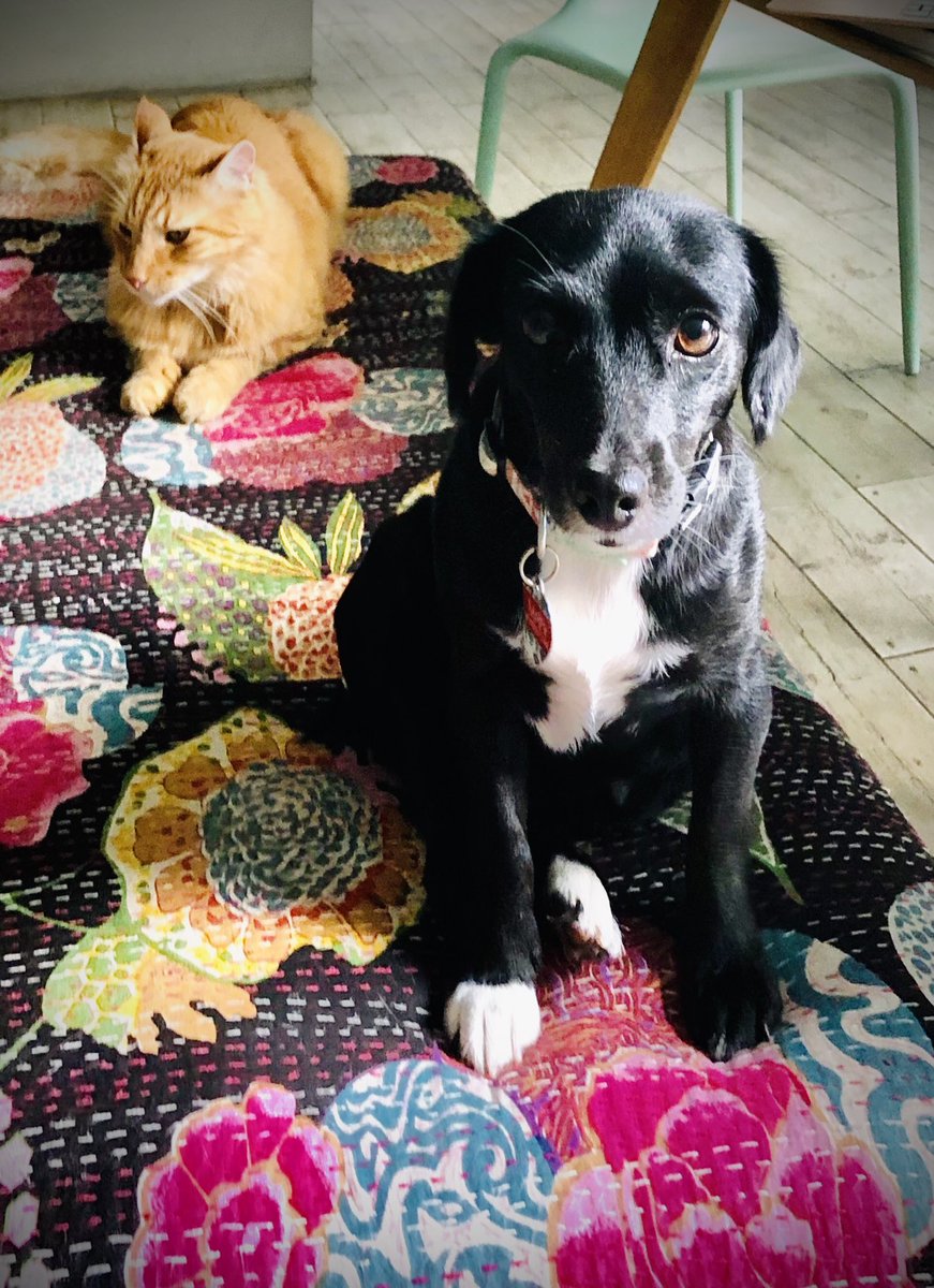 CurlyandClever's tweet photo. Fuzzy coworkers reluctantly attending the same meeting. #AdoptDontShop #QuarantinePets #MoiraRose ⁩ #Cheeese https://t.co/wJaRf5kxRl