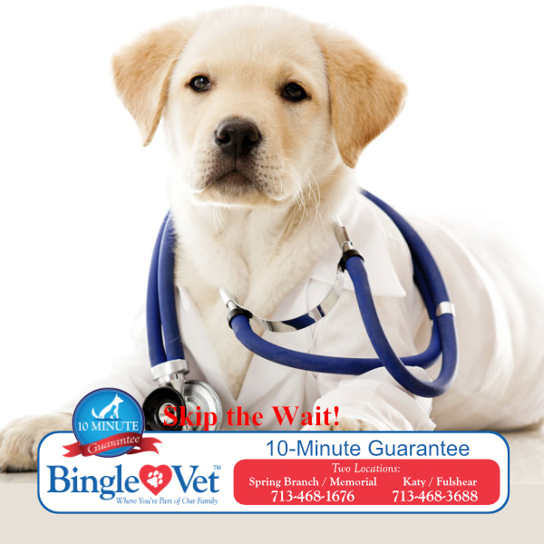 BingleVet's tweet photo. See the vet right away at Bingle Vet. Learn more about our 10-minute guarantee. #TimeIsValuable #NoWaiting
https://t.co/LtgIQRf7cQ https://t.co/bHPx1lpd0I
